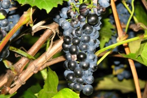 Mukuzani szőlő