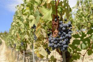 Beschrijving van Mukuzani-druiven, plant- en verzorgingsregels