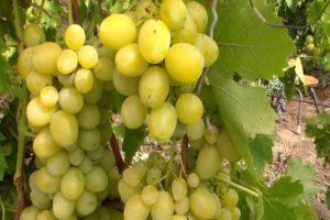 Beschrijving en subtiliteiten van het kweken van Pervozvanny-druiven