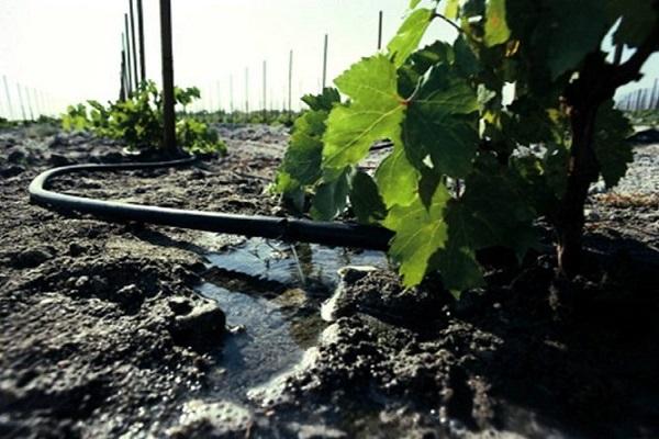 irrigazione alla radice