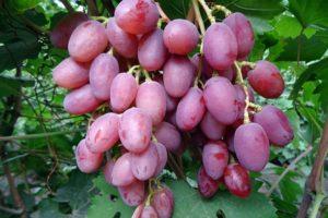 Ruta-viinirypäleiden viljelyn kuvaus ja tekniikka