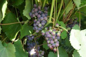 Description of the Taezhny grape variety, planting and care rules