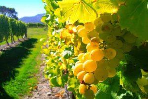 Description and subtleties of growing Triumph grapes