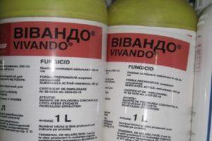 Instruktioner för användning av fungiciden Vivando, konsumtionshastighet och analoger