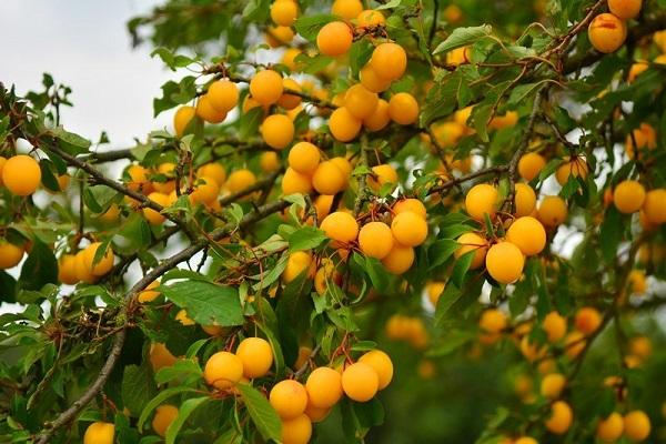 fructe de padure de pe copac
