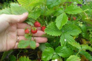 Beschreibung und Feinheiten des Anbaus von Erdbeeren der Sorte Ruyan