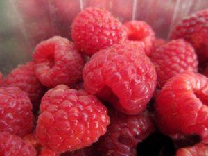 Beskrivelse og egenskaber ved Arbat hindbær, dyrkningsteknologi
