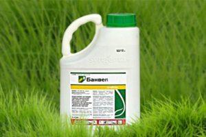 Instrucciones de uso y principio de funcionamiento del herbicida Banvel, tasas de consumo.