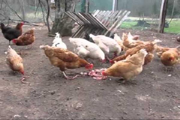 poultry eating meat