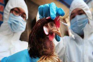 Tavuklarda veba belirtileri ve hastalığın neden tehlikeli olduğu, tedavi ve korunma yöntemleri