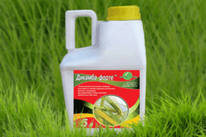Instructies voor het gebruik van herbicide Dicamba, consumptiesnelheden en hoe een werkmengsel te bereiden