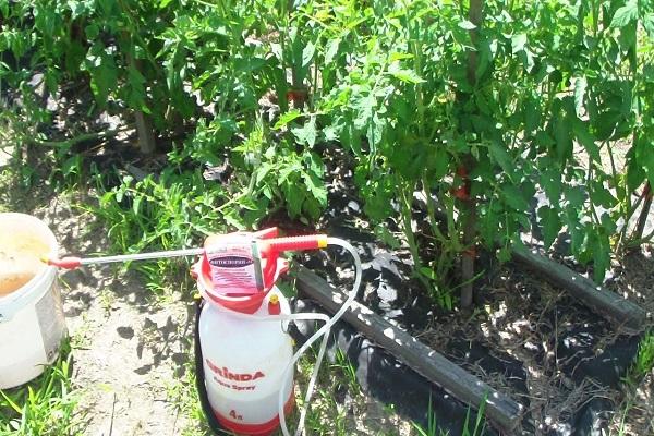 tomato sprayer