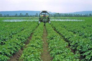 Description of the best fungicides for potatoes and rules of application