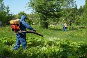 Popis nejlepších herbicidů z hogweed a pravidla pro zpracování léčiv