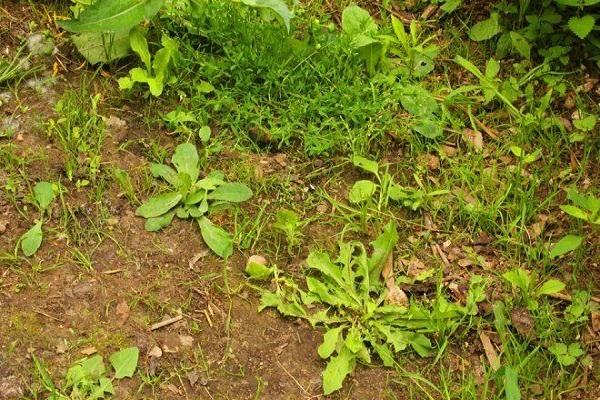 males herbes al sòl