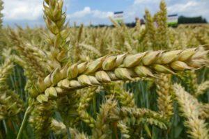 Herziening en beschrijving van populaire herbiciden voor de behandeling van tarwe tegen onkruid