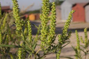 Measures for effective ragweed control and descriptions of the best herbicides against weed