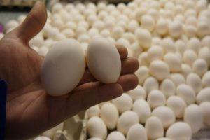 Kako čuvati jaja za izlijevanje prije postavljanja u inkubator, zahtjeve za sobu i vrijeme