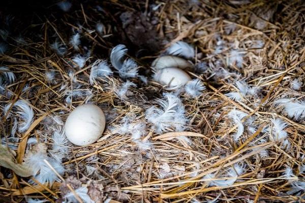 eieren in het nest