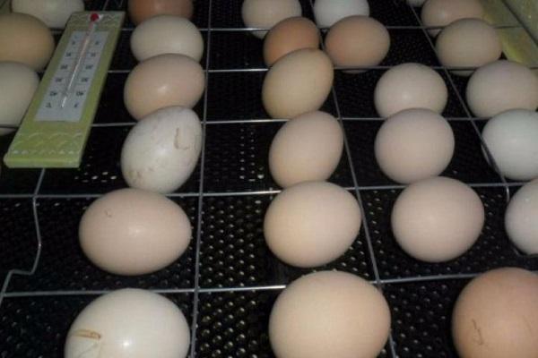 kiaušiniai padėti