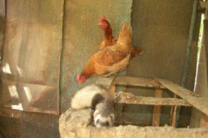 Wie man Wiesel in einem Hühnerstall schnell loswird und die Regeln für den Umgang mit Raubtieren