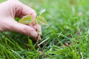 Những phương pháp nào có thể được sử dụng để tạo một luống vườn từ đầu mà không có cỏ dại, ý tưởng và lời khuyên của chuyên gia