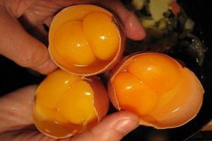 Jaká kuřata mohou snášet vejce ze dvou žloutků, důvody a jak problém vyřešit