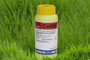 Instructions for use of the fungicide Collis, mechanism of action and consumption rates