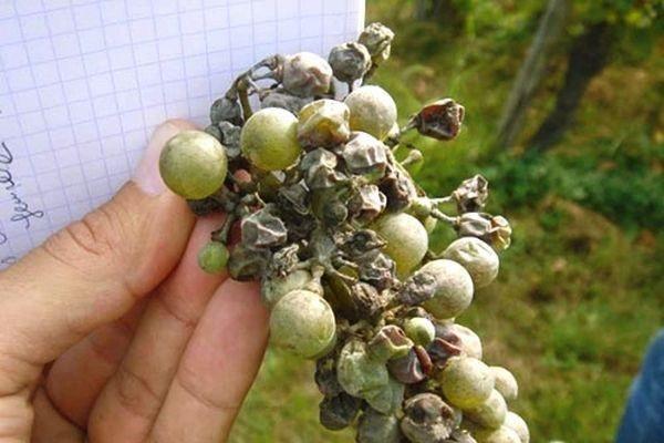 Mga tagubilin para sa paggamit ng fungicide Collis, mekanismo ng mga rate ng pagkilos at pagkonsumo