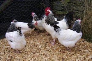 What are chickens crosses, classification and description of the best breeds