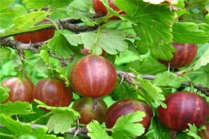 Beskrivelse og finesser af voksende stikkelsbær fra Olavi