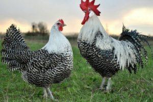 Description and characteristics of Breckel chickens, conditions of detention