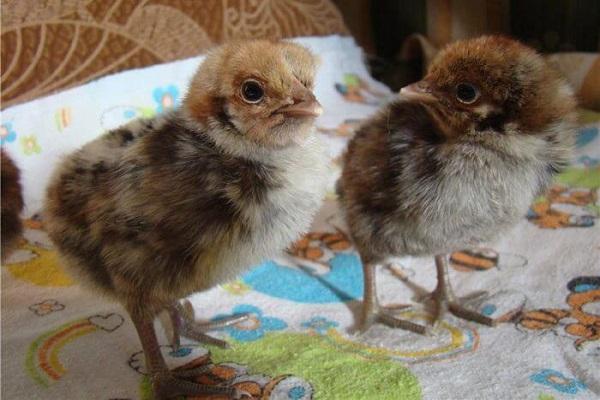 jauni viščiukai