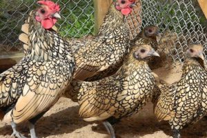 Beschrijving en kenmerken van het sibright kippenras, detentievoorwaarden