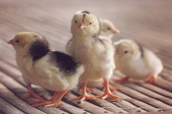 first chicks