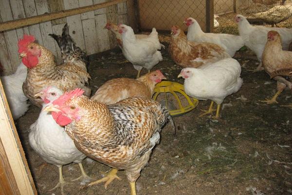 flock in poultry house