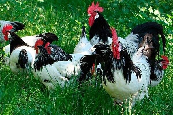 Lackenfelder kycklingar
