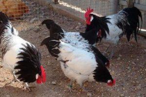 Περιγραφή των κοτόπουλων Lakenfelder, αναπαραγωγής και συνθήκες κράτησης