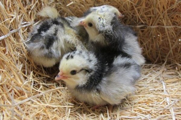 fluffy chicks