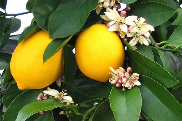 kultura citrusa