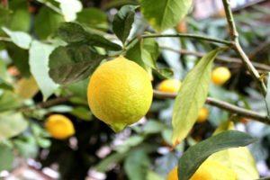 Popis Novogruzinského citronu, výsadby a ošetřovatelských pravidel doma