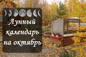 Calendario de siembra lunar del jardinero y jardinero, tabla de trabajos para octubre de 2020.