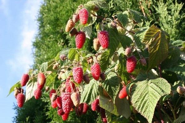 Beskrivelse af remontant hindbær af Bryanskoe Divo-sorten, dyrkning og pleje