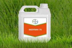 Instructions pour l'utilisation de l'herbicide Merlin, taux de consommation et préparation du mélange de travail