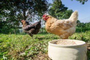 Tavuklar, en iyi tarifler ve kompozisyon için uygun bir püre nasıl hazırlanır
