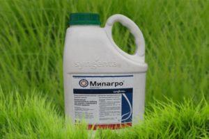 Herbisit Milagro kullanımı, tüketim oranları ve analogları için talimatlar