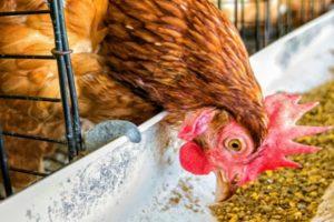 Ist es möglich und in welcher Form besser, Hühnern Erbsen zu geben?
