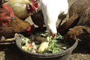 ¿Es posible dar a los pollos remolacha roja y reglas de alimentación?