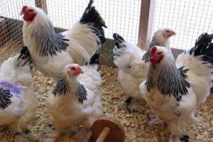 ¿Es posible alimentar a los pollos con cebada, cómo dar y germinar correctamente?