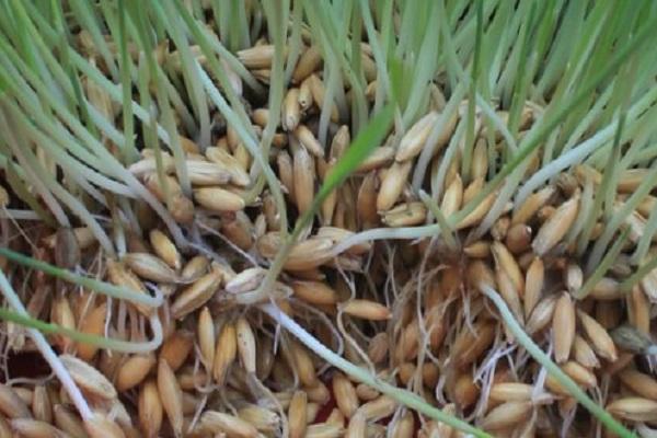 sprouted barley